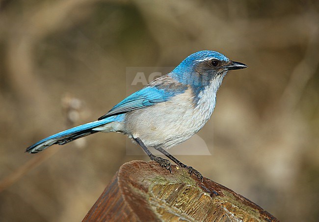 California Scrub Jay (Aphelocoma californica)  taken the 01/02/2016 at Pillar Point - California - USA stock-image by Agami/Aurélien Audevard,