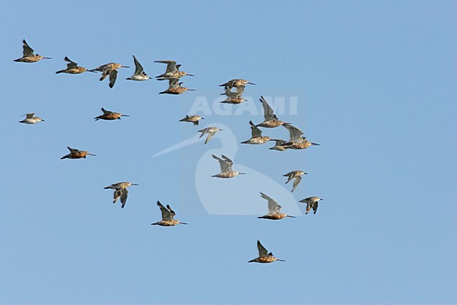 Bar-tailed Godwit and Red Knots flying; Rosse Grutto en Kanoeten vliegend langs Terschelling stock-image by Agami/Arie Ouwerkerk,
