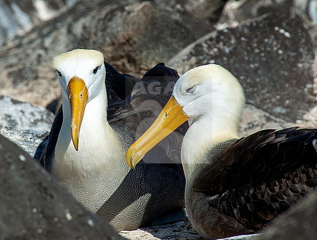 Waved Abatross (Phoebastria irrorata) pair on breeding site of Española Island stock-image by Agami/Roy de Haas,
