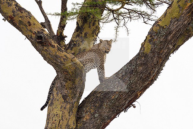 A leopard, Panthera pardus, standing on a tree. Seronera, Serengeti National Park, Tanzania stock-image by Agami/Sergio Pitamitz,
