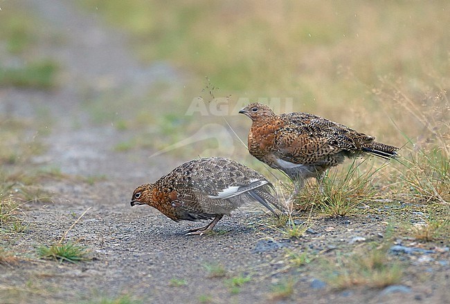 Immature Willow Ptarmigan (Lagopus lagopus) in Lapland, Finland. stock-image by Agami/Tomi Muukkonen,