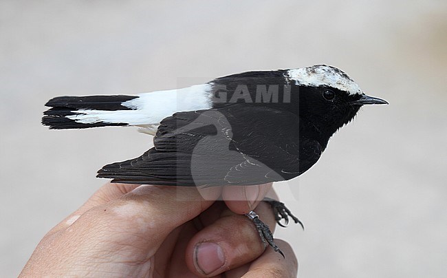 Male Cyprus Wheatear (Oenanthe cypriaca) caught in a research station near Eilat in Israel. Seen from above. stock-image by Agami/Christian Brinkman,