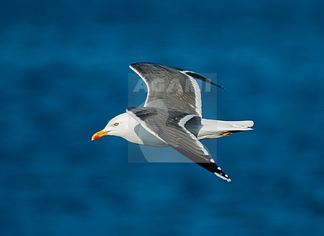 Lesser Black-backed Gull flying; Kleine Mantelmeeuw vliegend stock-image by Agami/Roy de Haas,