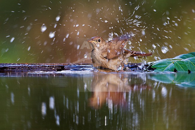 Nachtegaal badend in bosvijver; Common Nightingale bading in a forest pool stock-image by Agami/Marc Guyt,