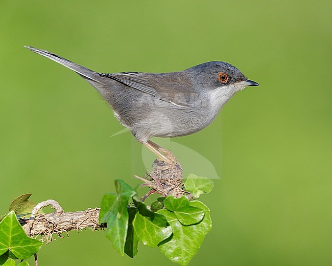 Sardinian Warbler (Sylvia melanocephala), side view of an adult female perched on an European Ivy branch, Campania, Italy stock-image by Agami/Saverio Gatto,