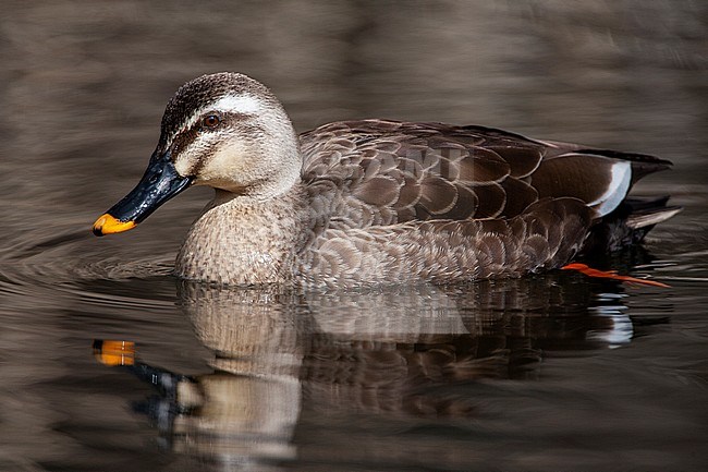 Wintering Eastern Spot-billed Duck (Anas zonorhyncha), also known as Chinese Spot-billed Duck, swimming in a lake in Japan. stock-image by Agami/Marc Guyt,