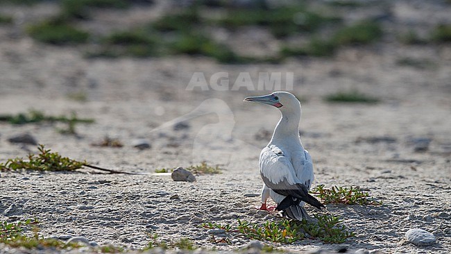 Bac view of a Red-footed Booby (Sula sula) on the ground. Brown-tailed white morph. Galapagos Islands, Ecuador stock-image by Agami/Markku Rantala,