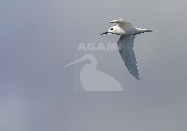 Atlantic white tern, Gygis alba alba) in the atlantic ocean. Also known as Fairy tern of White Noddy. stock-image by Agami/Marc Guyt,