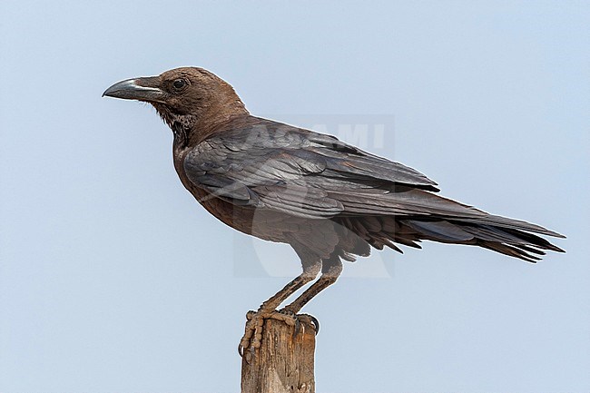 Brown-necked Raven perched near the Camel Market of Bir Shalatein, South Egypt. stock-image by Agami/Vincent Legrand,