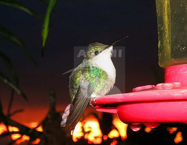 Female Blue-crowned Woodnymph (Thalurania colombica colombica) in Santa Marta Mountains, Colombia. stock-image by Agami/Marc Guyt,