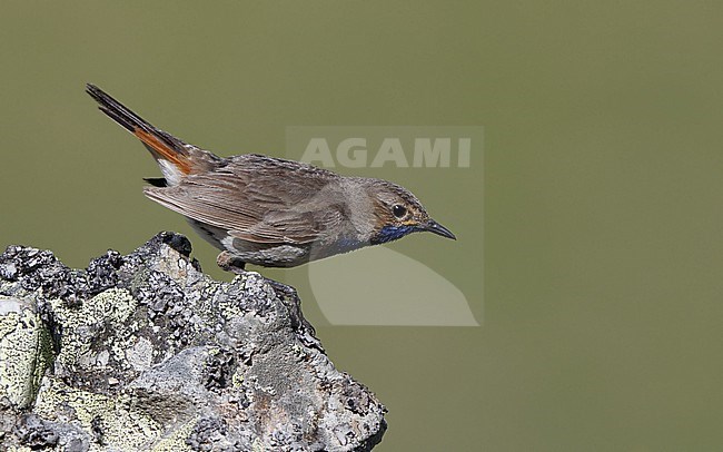 Adult male Iberian Bluethroat (Luscinia svecica azuricollis) perched on a rock at the Cantabrian Mountains, Castillia y Leon, Spain stock-image by Agami/Helge Sorensen,