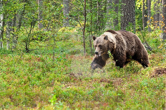 Brown bear (Ursus arctos) with two toned fur walking in forest in northern Finland. stock-image by Agami/Caroline Piek,