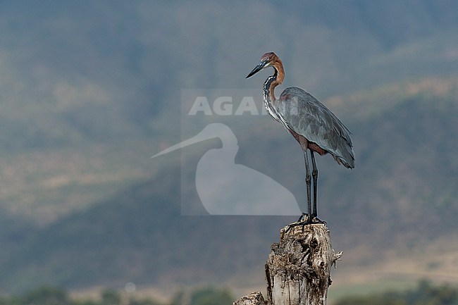 A Goliath heron, Ardea goliath, on a dead tree. Kenya, Africa. stock-image by Agami/Sergio Pitamitz,