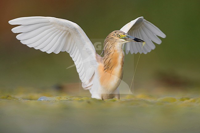 Squacco Heron (Ardeola ralloides), adult with spread wings stock-image by Agami/Saverio Gatto,