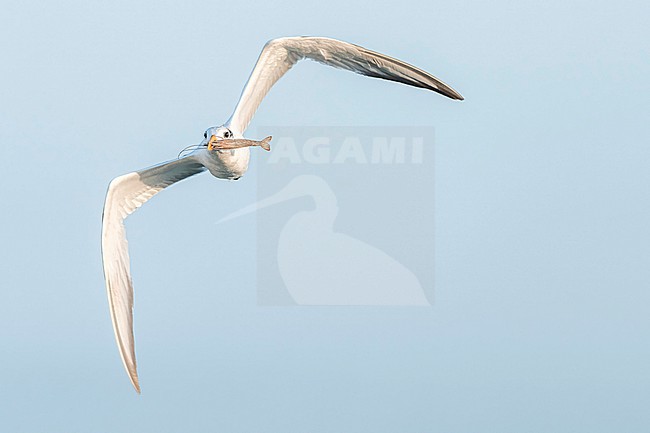  stock-image by Agami/Marcel Burkhardt,