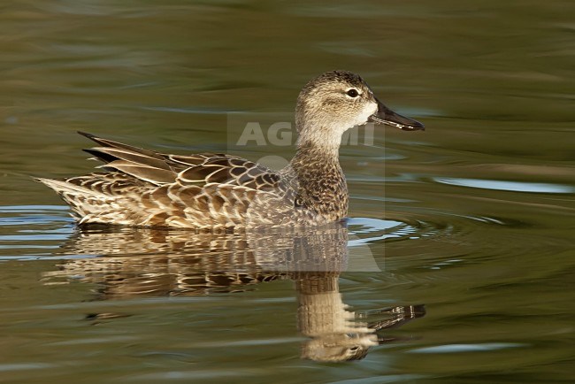 Adult female
Galveston Co., TX
January 2009 stock-image by Agami/Brian E Small,