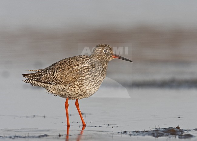 Common Redshank standing in water; Tureluur staand in water stock-image by Agami/Jari Peltomäki,