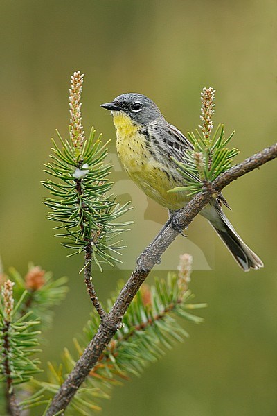 Adult male breeding
Ogemaw Co., MI
May 2007 stock-image by Agami/Brian E Small,