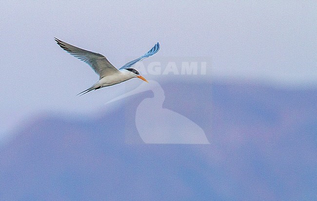 Adult summer plumaged Lesser Crested Tern (Sterna bengalensis) flying over the Red Sea off Eilat in Israel. stock-image by Agami/Yoav Perlman,