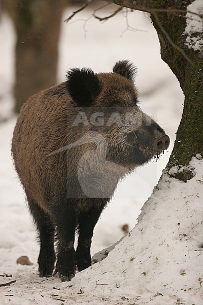 Wild Zwijn in de winter; Wild Boar in winter stock-image by Agami/Menno van Duijn,