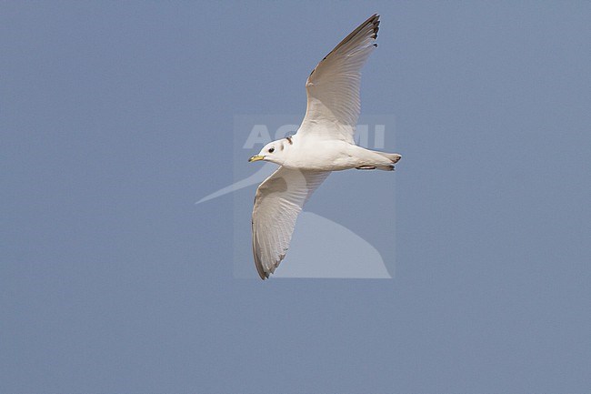 Drieteenmeeuw, Black-legged Kittiwake, Rissa tridactyla first summer, 2cy stock-image by Agami/Menno van Duijn,