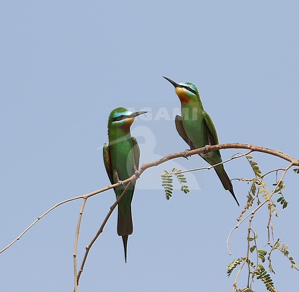 Blue-cheeked Bee-eater, Merops persicus stock-image by Agami/James Eaton,