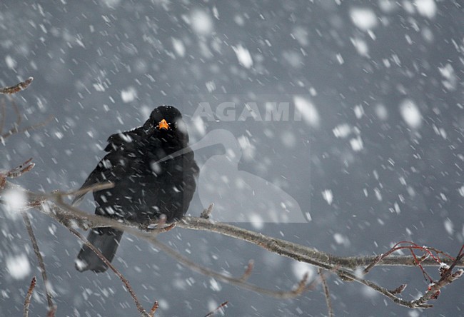 Mannetje Merel in de sneeuw; Male European Blackbird in snow stock-image by Agami/Markus Varesvuo,