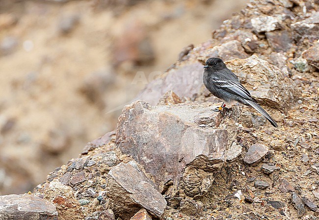 Black Phoebe (Sayornis nigricans angustirostris) in Ecuador. Perched on rocks on the side of the road. Banded with color rings. stock-image by Agami/Marc Guyt,