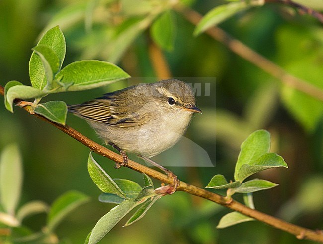 Two-barred Warbler (Phylloscopus plumbeitarsus), Russia (Baikal) adult stock-image by Agami/Ralph Martin,