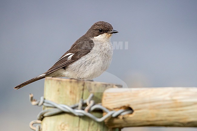 Fiscal Flycatcher (Sigelus silens), adult female standing on a post, Western Cape, South Africa stock-image by Agami/Saverio Gatto,