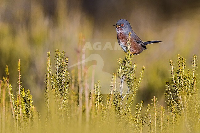 Dartford Warbler (Sylvia undata undata) setting off stock-image by Agami/Daniele Occhiato,