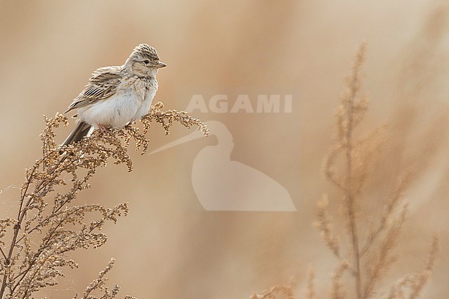 Asian Lesser Short-toed Lark (Alaudala rufescens ssp. cheelensis), Russia (Baikal), adult perched on top of reed stock-image by Agami/Ralph Martin,