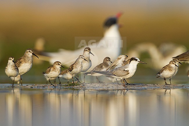 Little Stint - Zwergstrandläufer - Calidris minuta, Oman, with Saunder's Tern, Curlew Sandpiper and Caspian Tern stock-image by Agami/Ralph Martin,