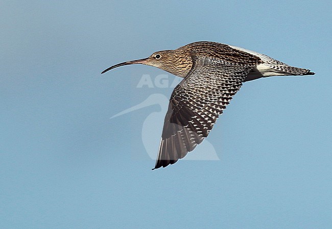 First-winter Eurasian Curlew, (Numenius arquata) in flight, seen from the side, showing upper wing. stock-image by Agami/Fred Visscher,