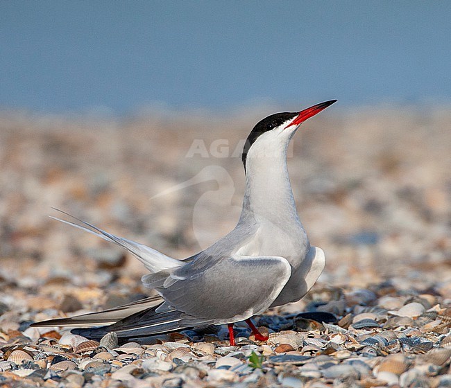 Common Tern (Sterna hirundo) on the Wadden island Texel in the Netherlands. Displaying male. stock-image by Agami/Marc Guyt,