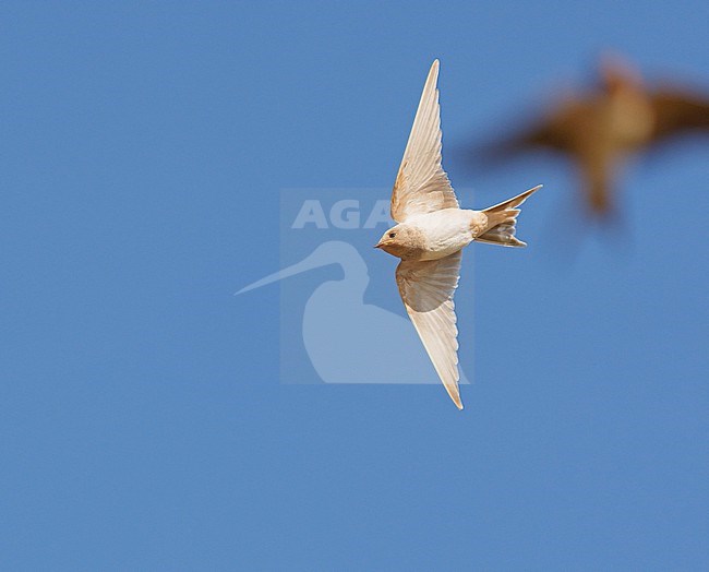 Abberant coloured, leucistic, albino juvenile Barn Swallow (Hirundo rustica) flying against a blue sky. rare sight and plumage stock-image by Agami/Ran Schols,