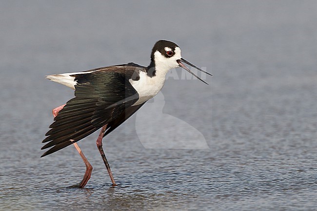 Adult female doing broken wing distraction display
Brazoria Co., TX
April 2011 stock-image by Agami/Brian E Small,