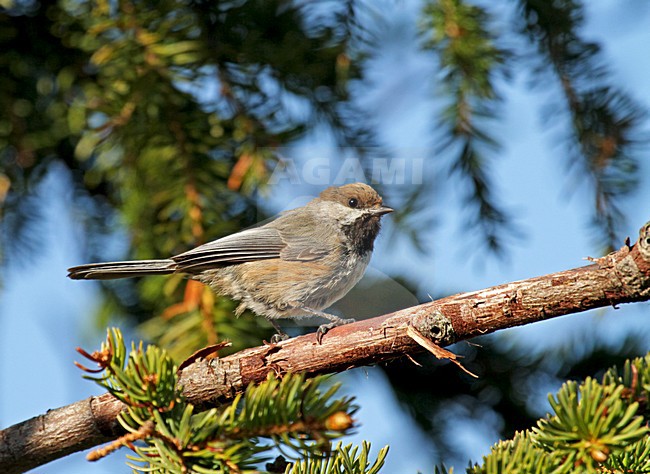 Hudsonmees op tak, Boreal Chickadee on branch stock-image by Agami/Pete Morris,