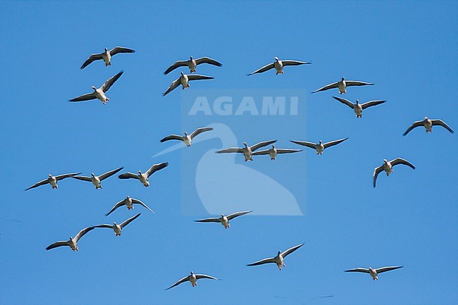 Greylag Goose - Graugans - Anser anser ssp. anser, Germany stock-image by Agami/Ralph Martin,