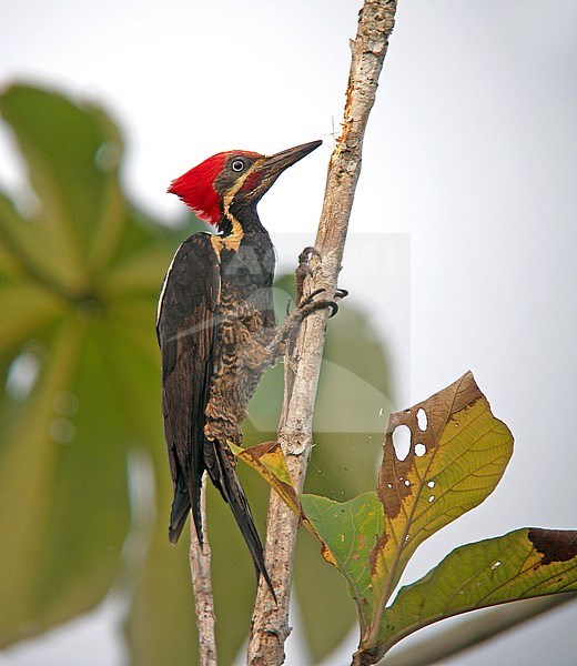 Lineated Woodpecker, Dryocopus lineatus stock-image by Agami/Pete Morris,