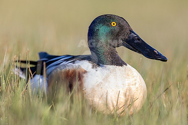 Male Shoveler close up stock-image by Agami/Onno Wildschut,