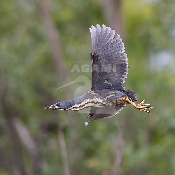 Side view of an adult Dwarf Bittern (Ixobrychus sturmii) in flight. Wings seen from below. South Africa, Africa stock-image by Agami/Markku Rantala,