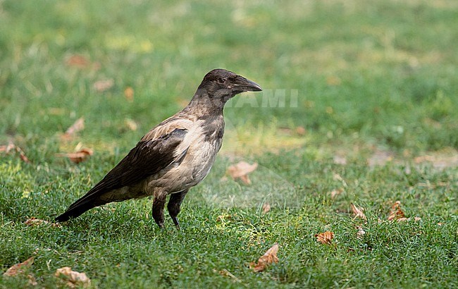 Juvenile Hooded crow (Corvus cornix) standing on grass field in park in downtown Berlin in Germany. stock-image by Agami/Edwin Winkel,