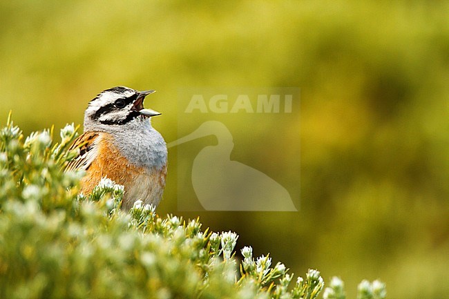 Adult singing male Rock Bunting (Emberiza cia) in spring in Ávila in Spain. stock-image by Agami/Oscar Díez,