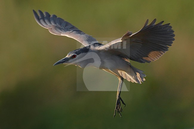 Kwak adult vliegend; Black-crowned Night Heron adult flying stock-image by Agami/Daniele Occhiato,