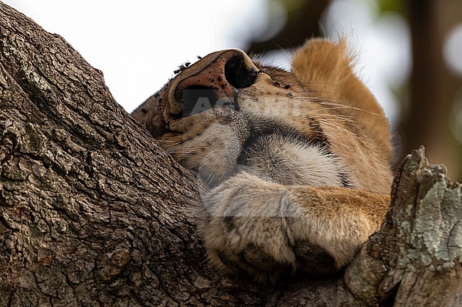 A lioness, Panthera leo, in a sausage tree, Kigalia africana. Seronera, Serengeti National Park, Tanzania stock-image by Agami/Sergio Pitamitz,