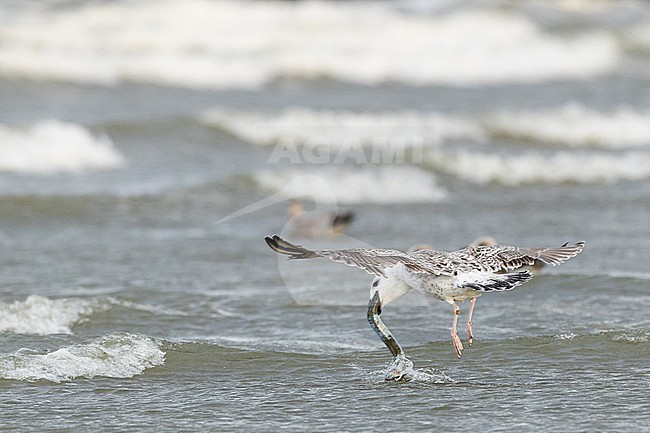  stock-image by Agami/Menno van Duijn,