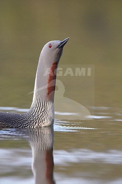 Roodkeelduiker, Red-throated Loon, Gavia stellata stock-image by Agami/Jari Peltomäki,