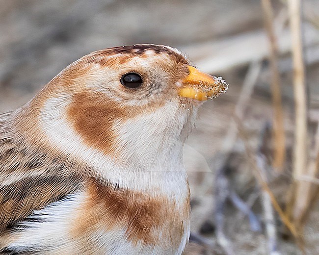 A close-up portrait of a Snow Bunting. stock-image by Agami/Jacob Garvelink,