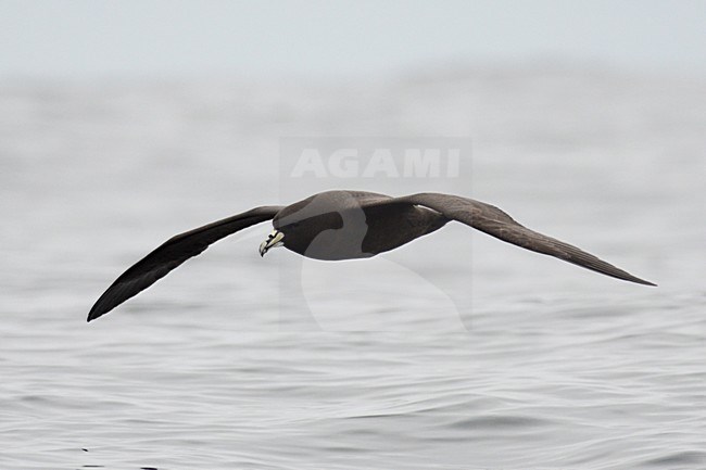  stock-image by Agami/Laurens Steijn,